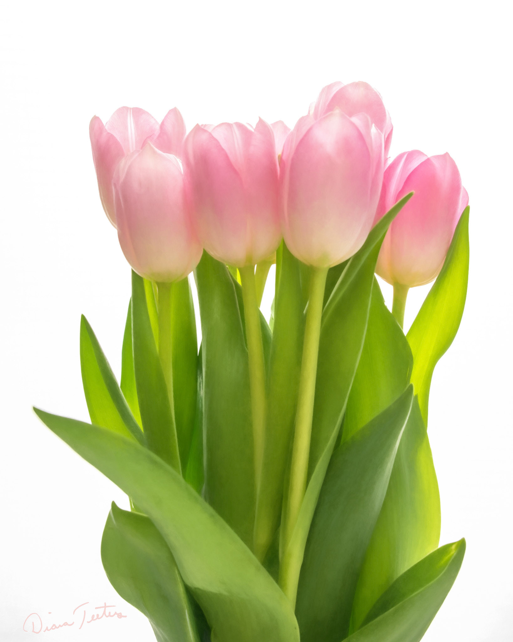 A Bunch of pink tulips posing for the camera