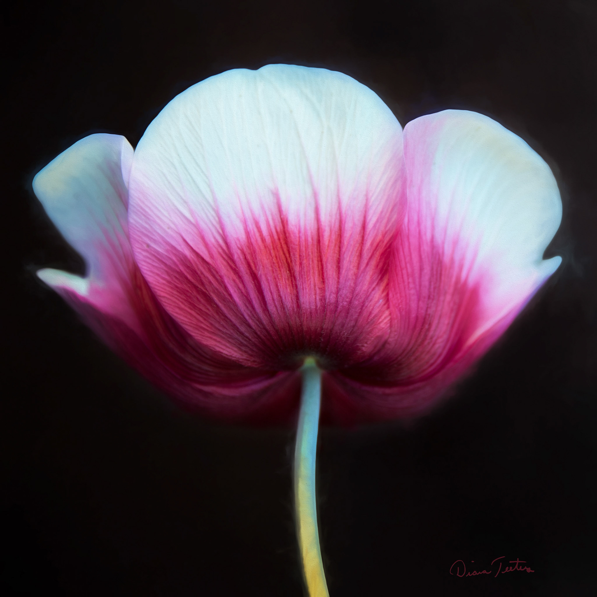 Portrait of a tulip with drama