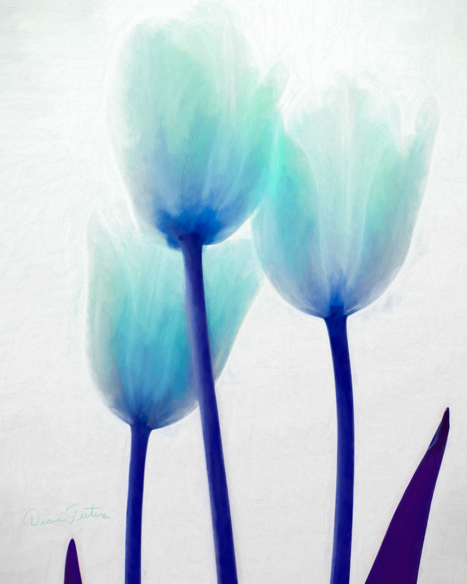 Unreal light blue and teal tulips with dark blue stems and leaves