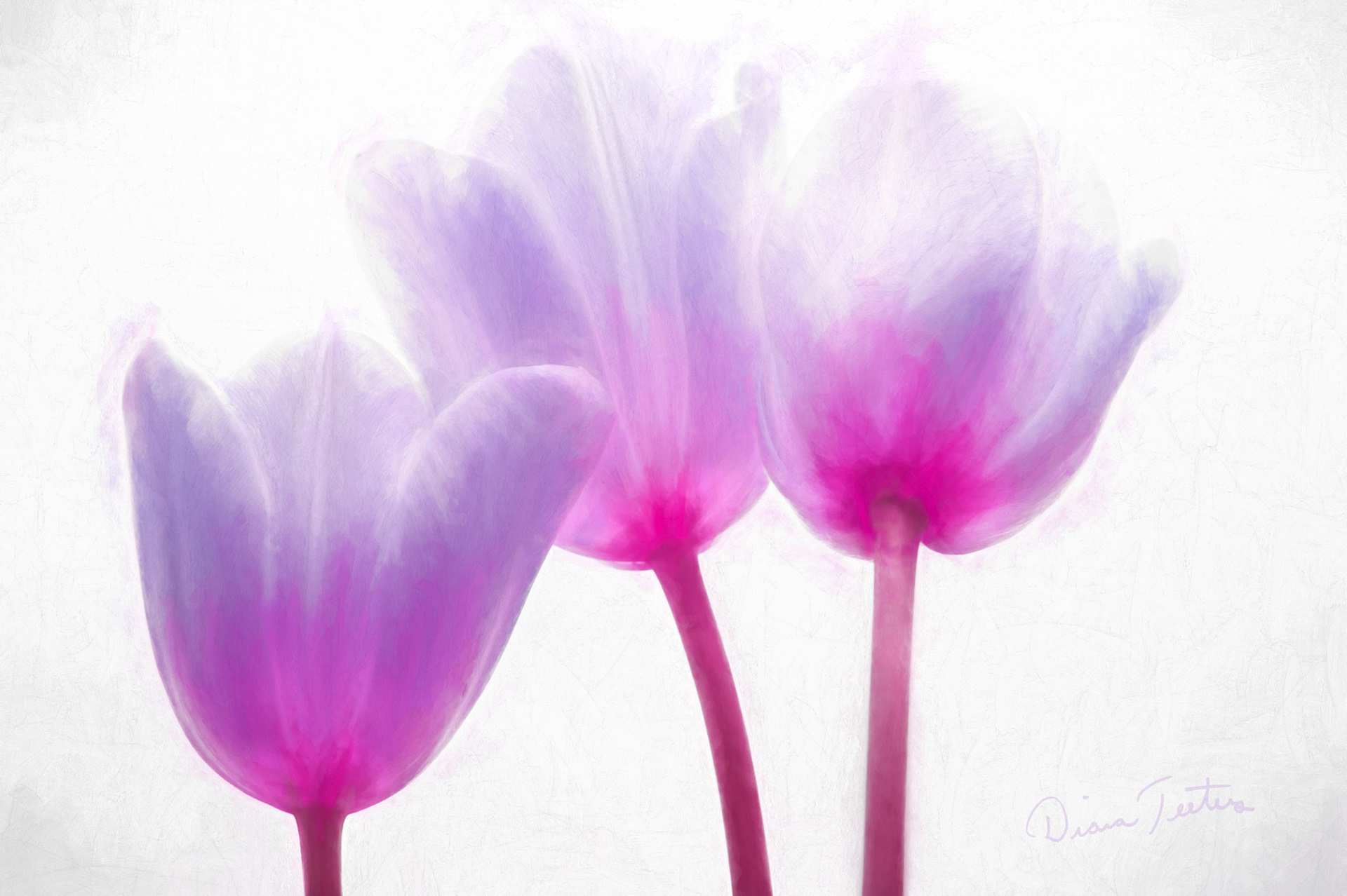 Imaginary tulips, a tribute to a Harry Chapin song
