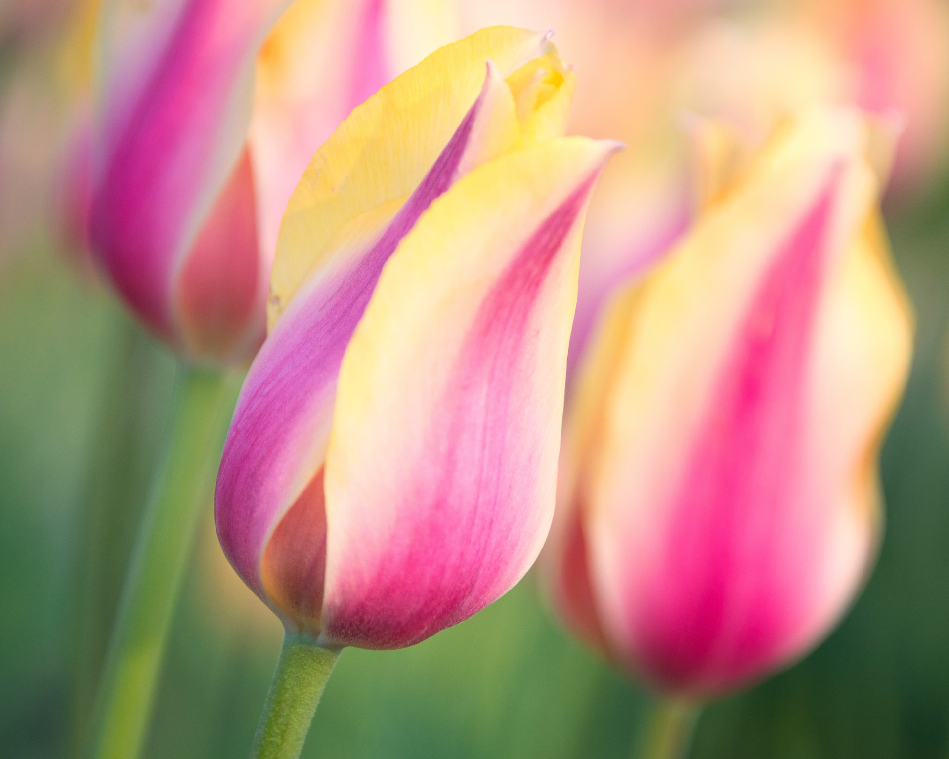 Pink and yellow tulips with select focus
