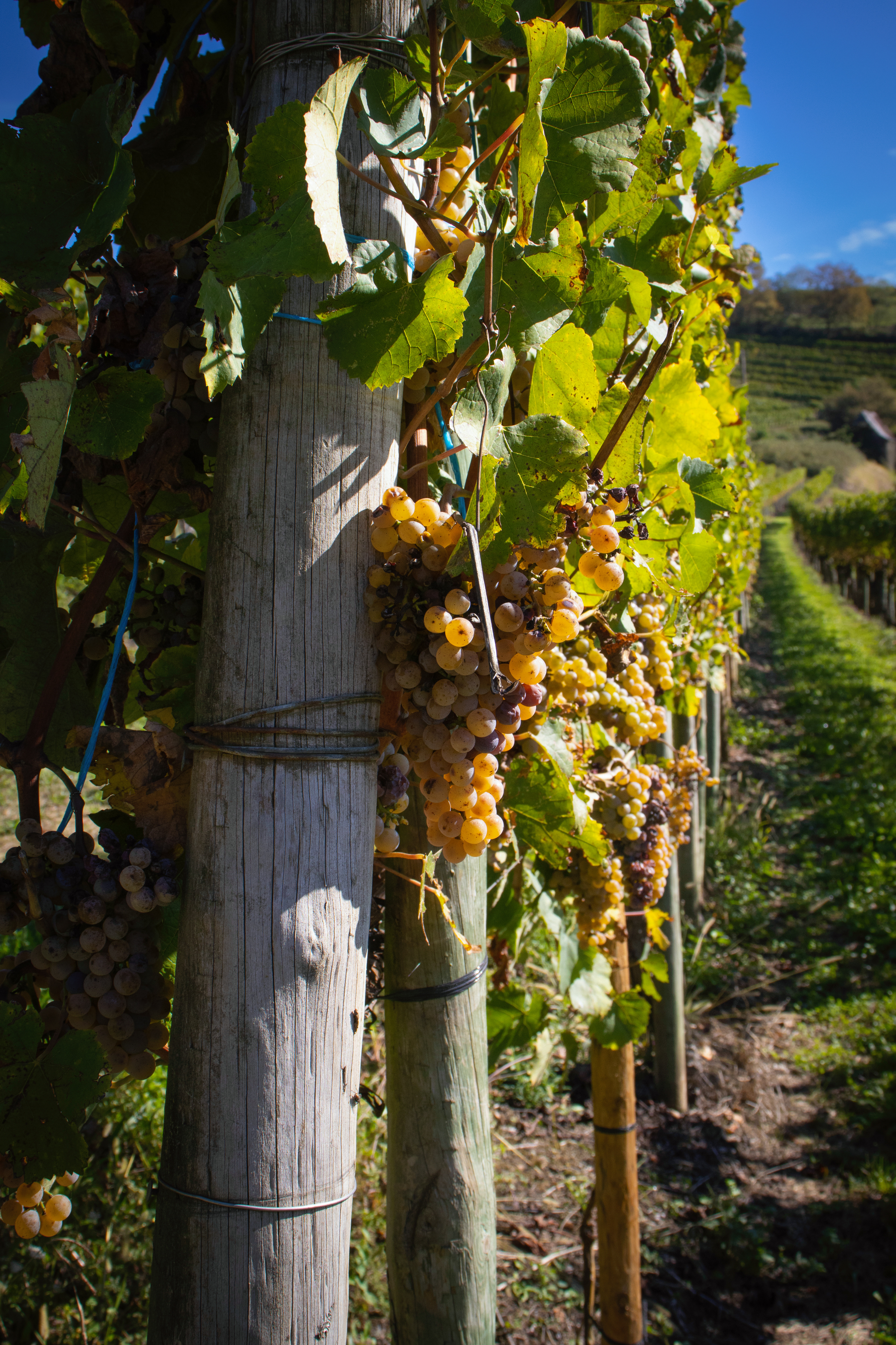 Vigne su Jurançon