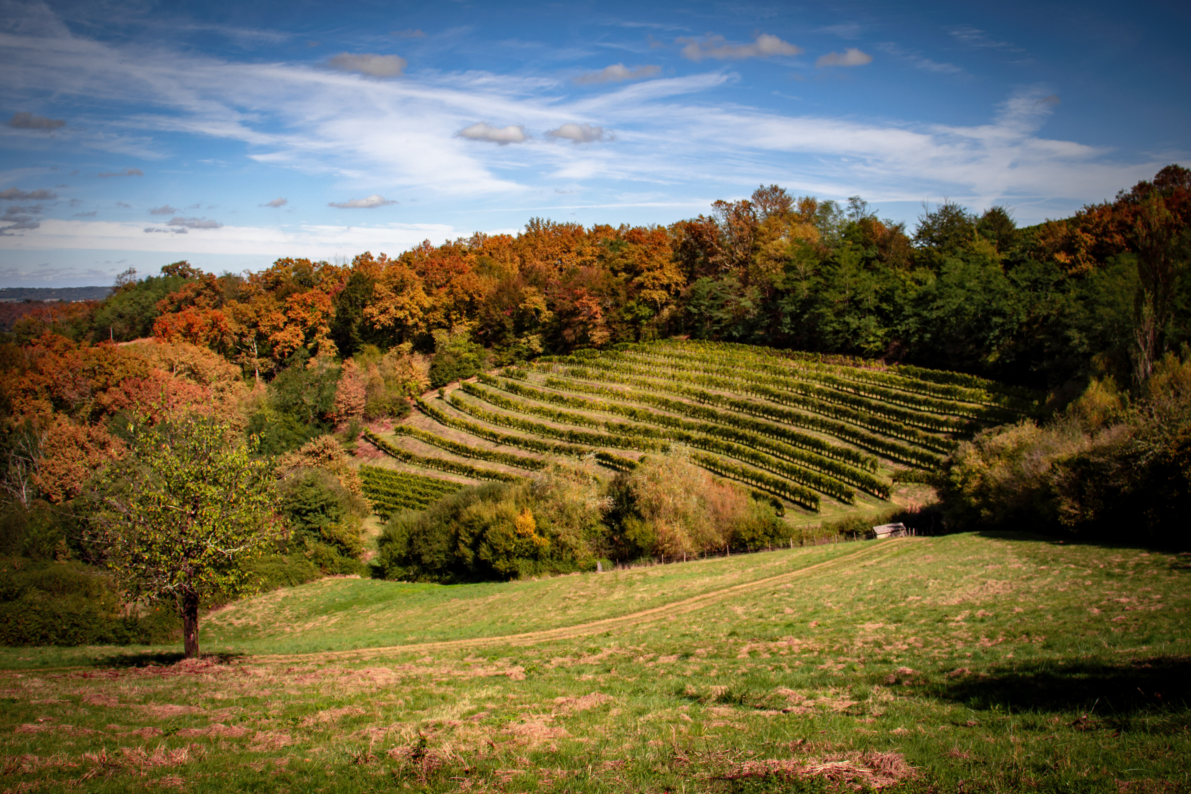 Vignes d'automne