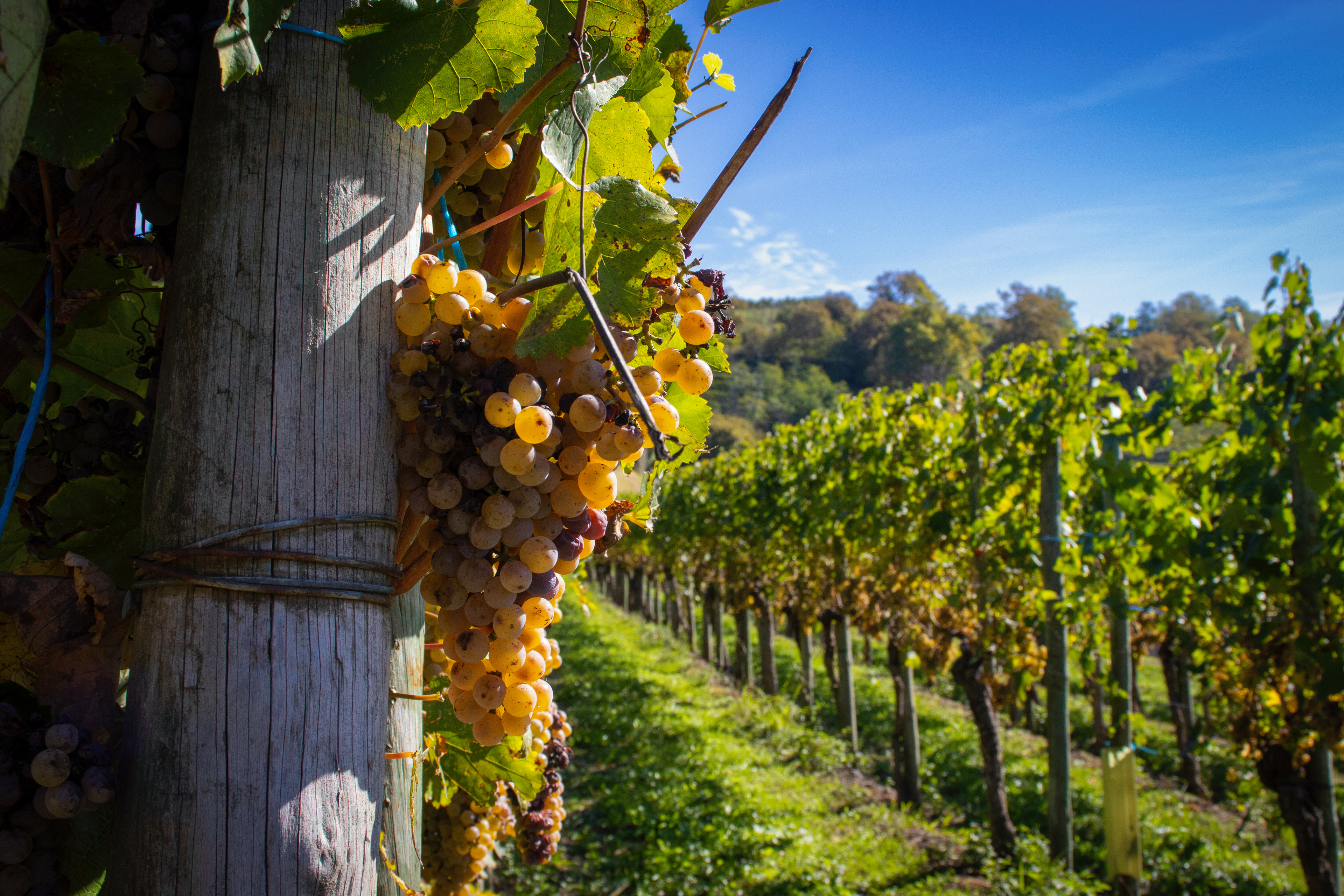 Vigne du Jurançon
