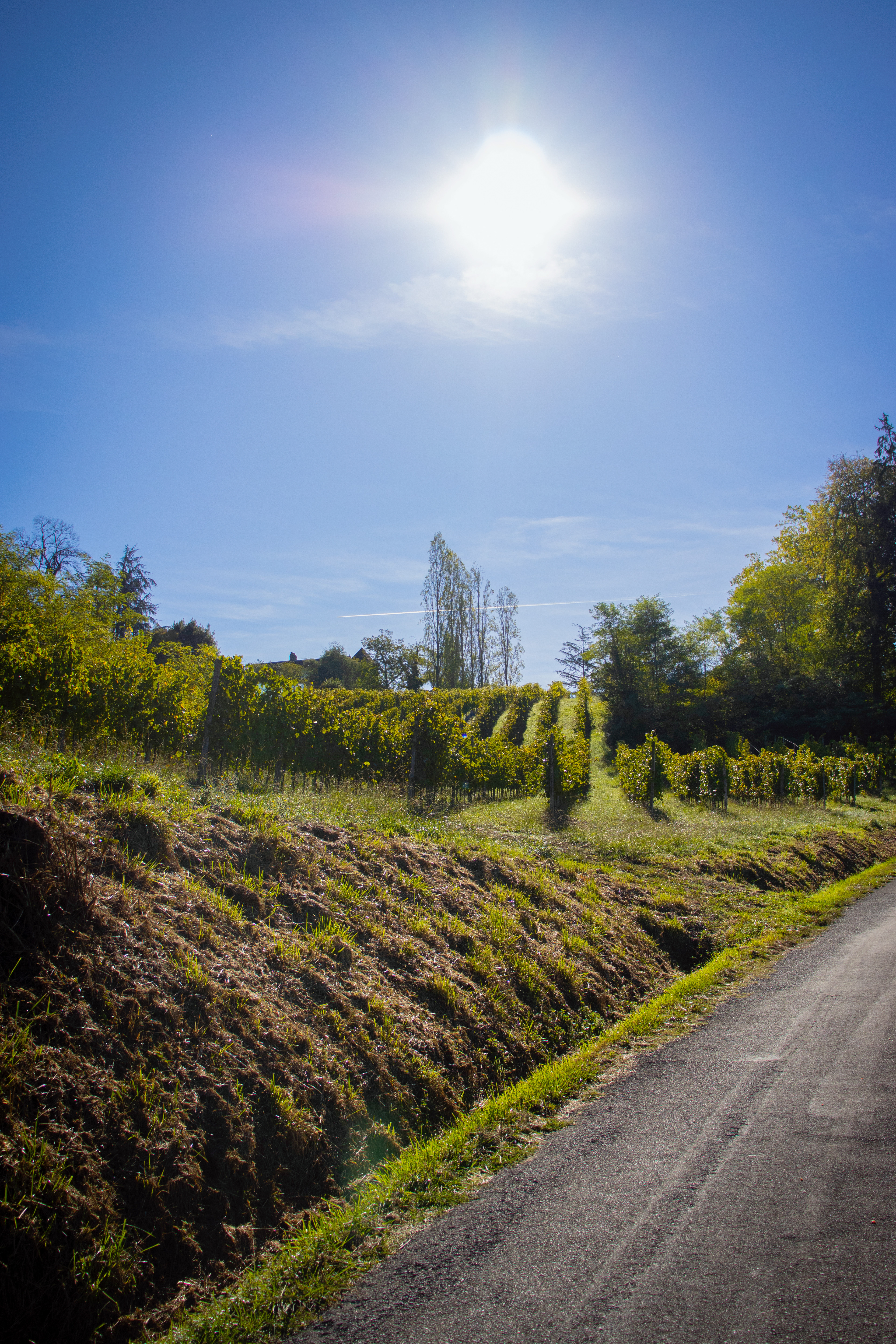 Vignes du Jurançon
