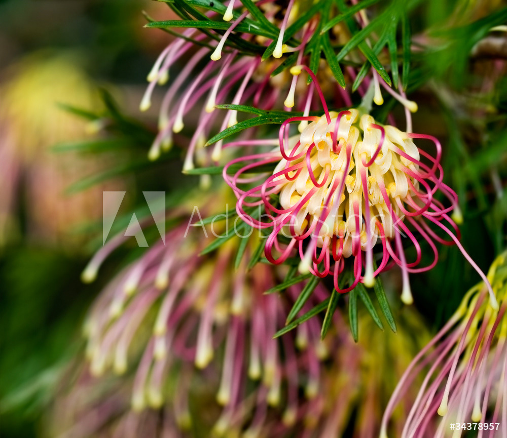 Grevillea