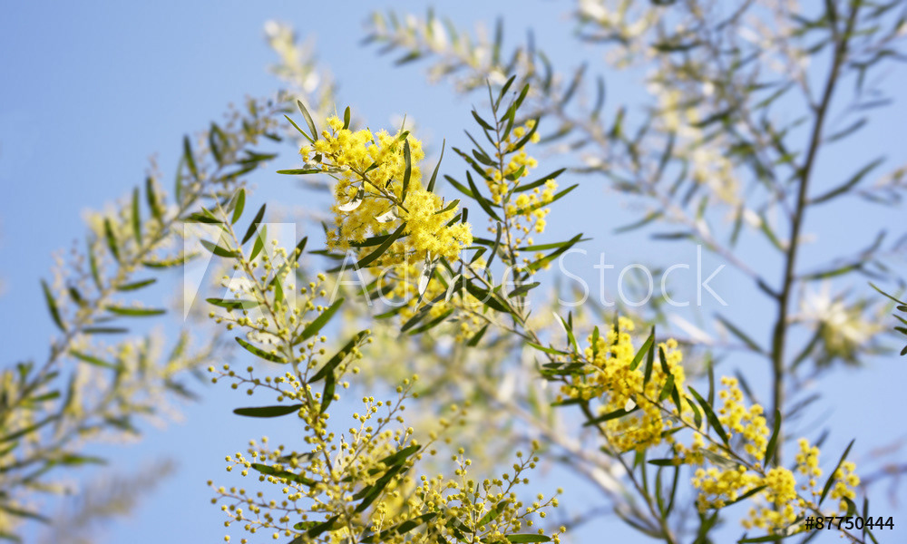 Wattle