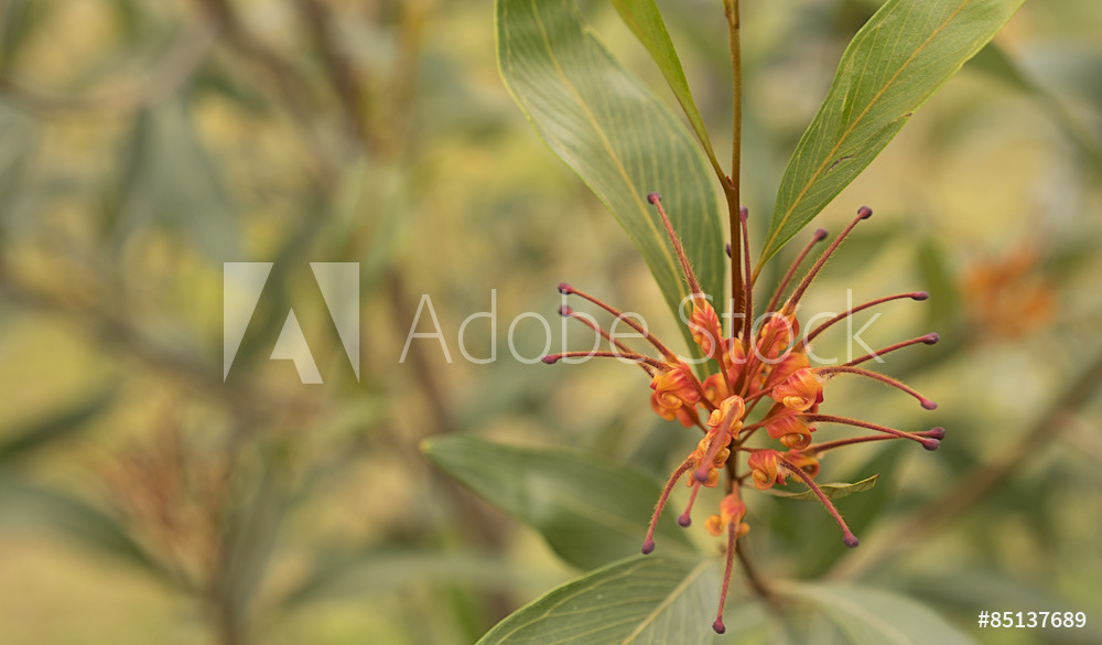 Grevillea