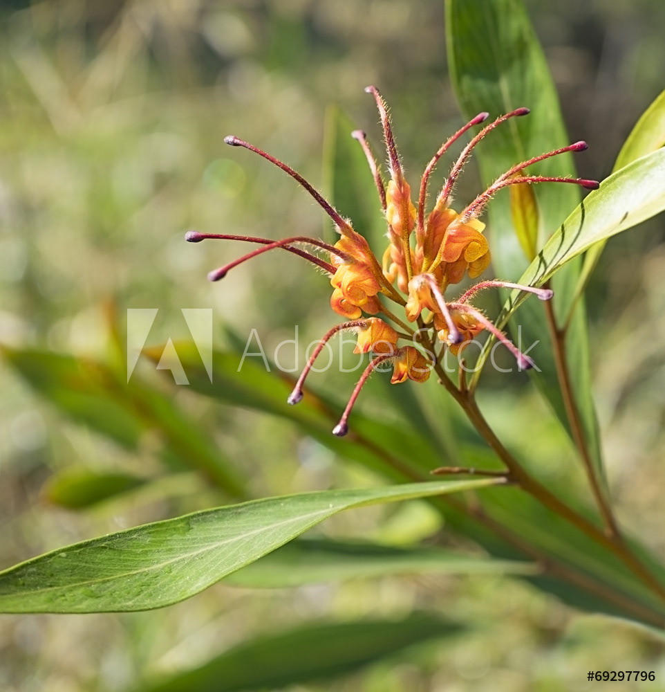 Grevillea