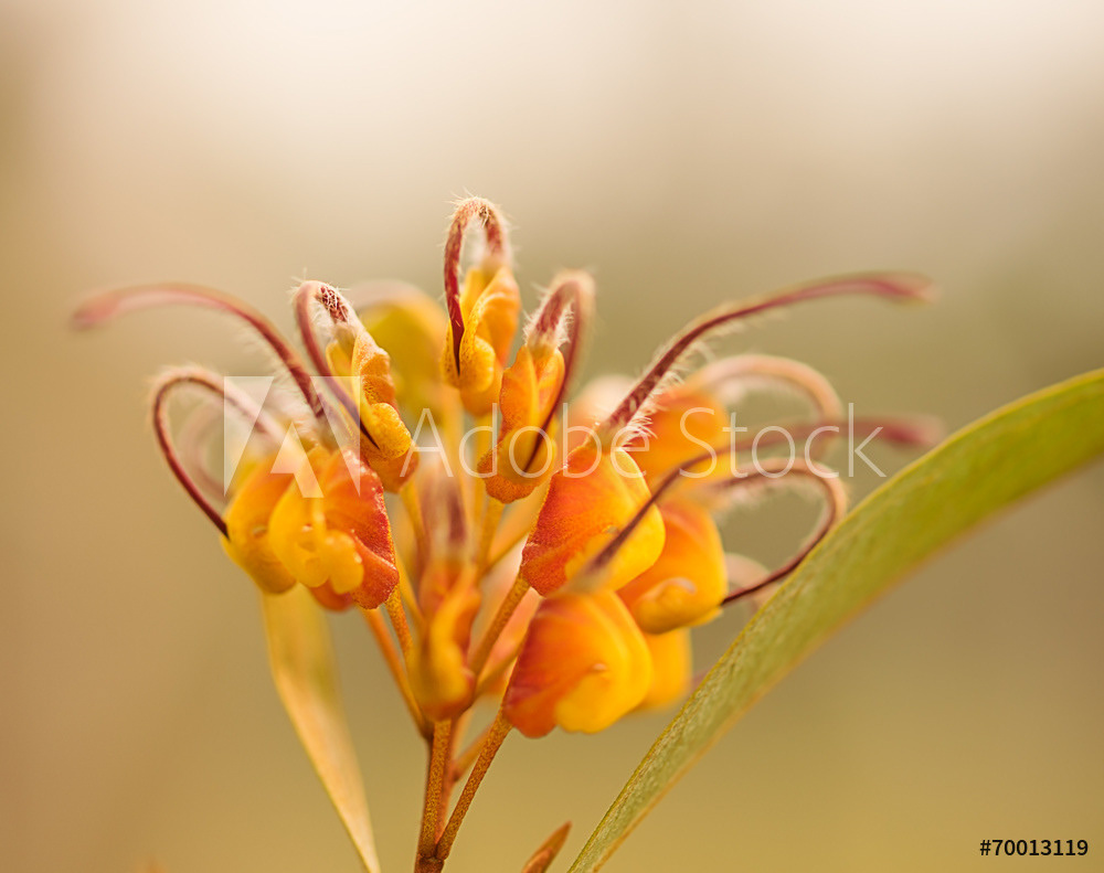 Grevillea