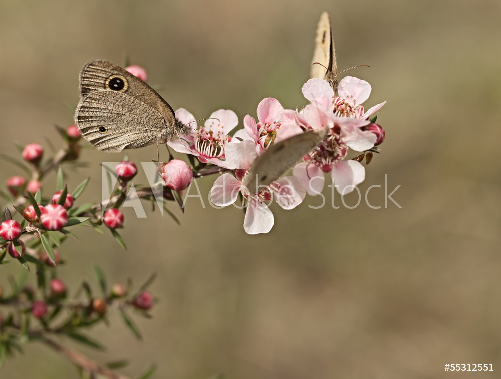Leptospermum