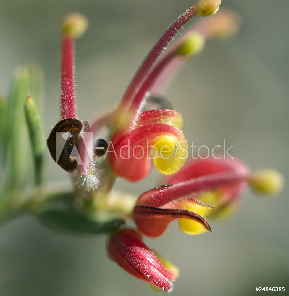 Grevillea