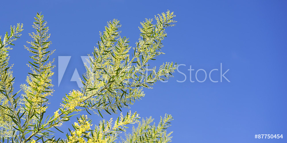 Wattle