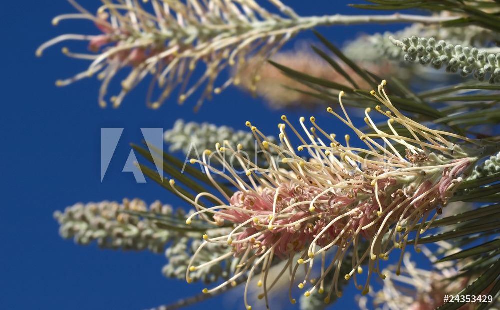 Grevillea