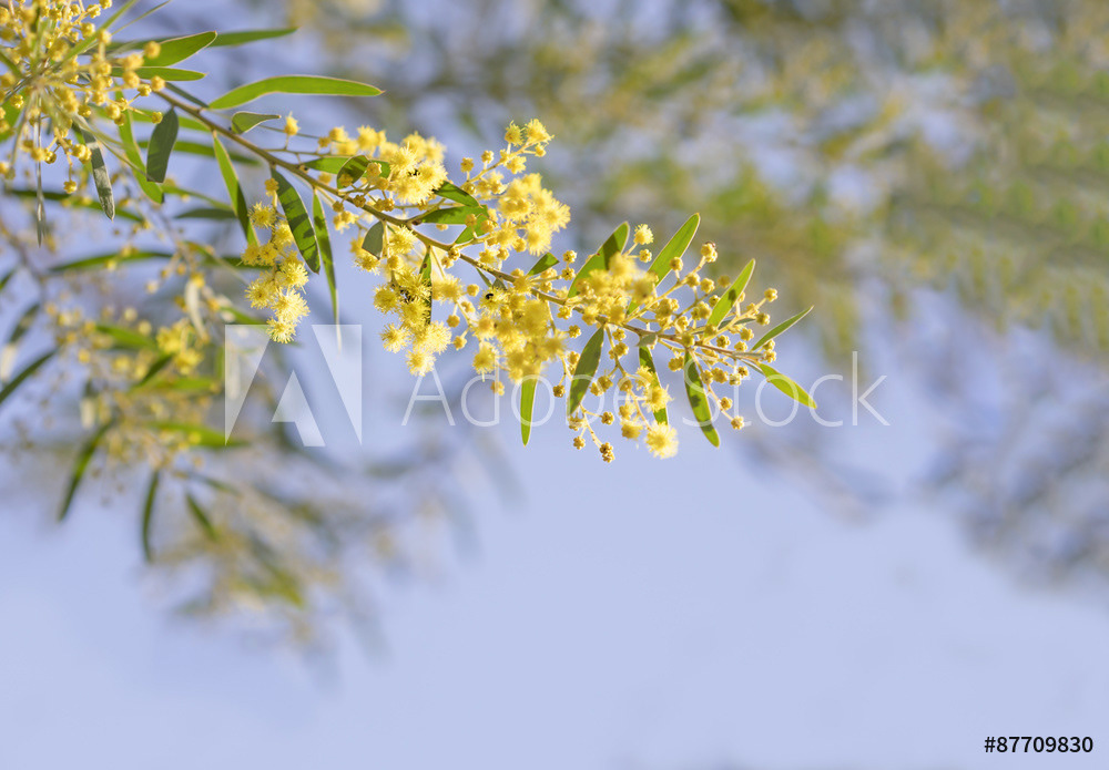 Wattle