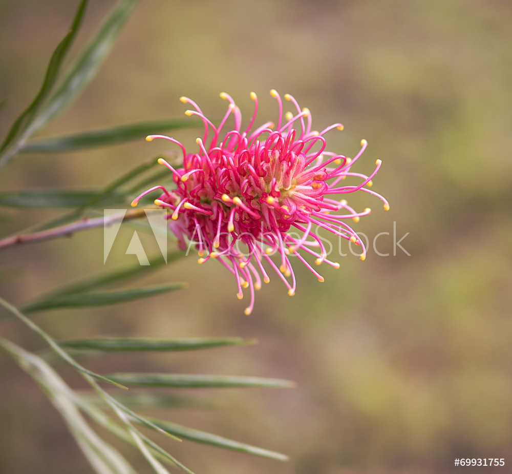 Grevillea
