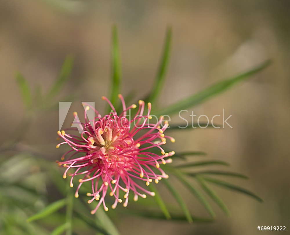 Grevillea