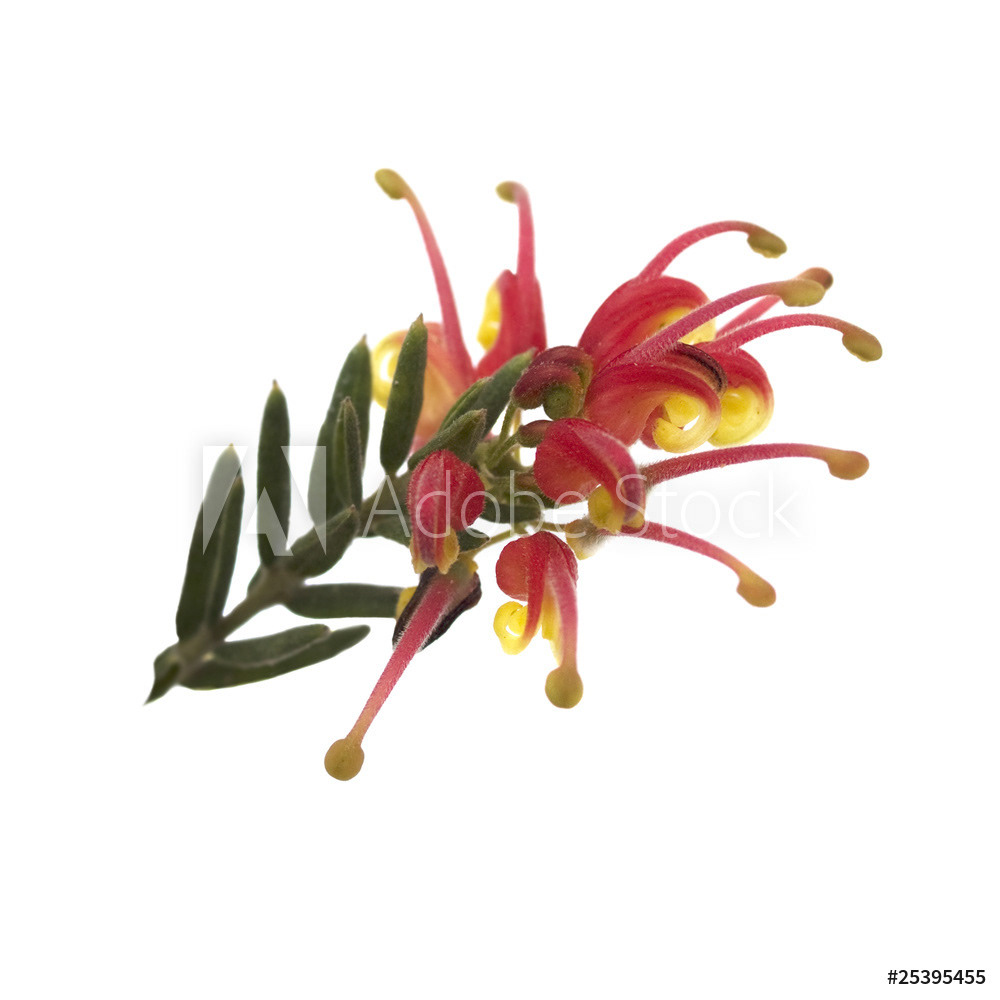Grevillea