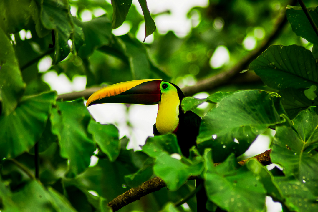 Chestnut Mandibled Toucan 2018