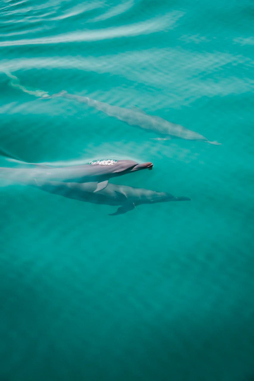 Spotted Dolphin 2020