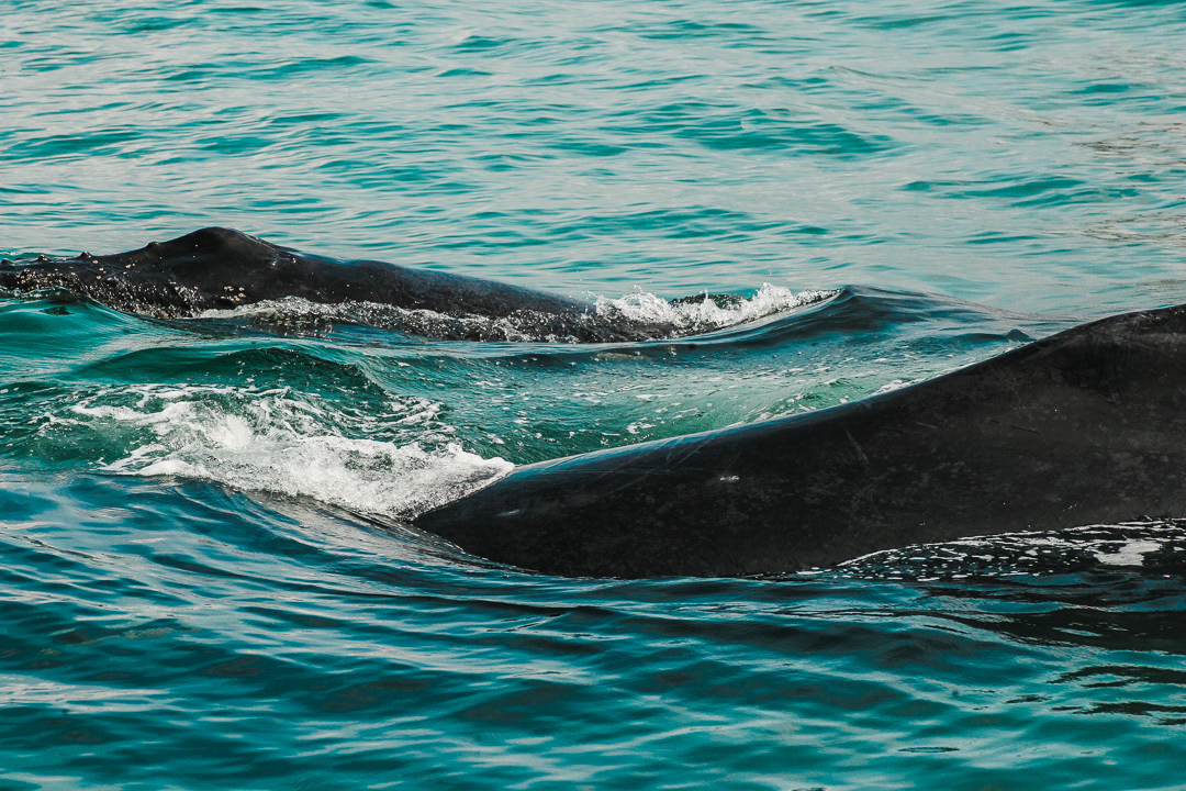 Humpback Season 2017