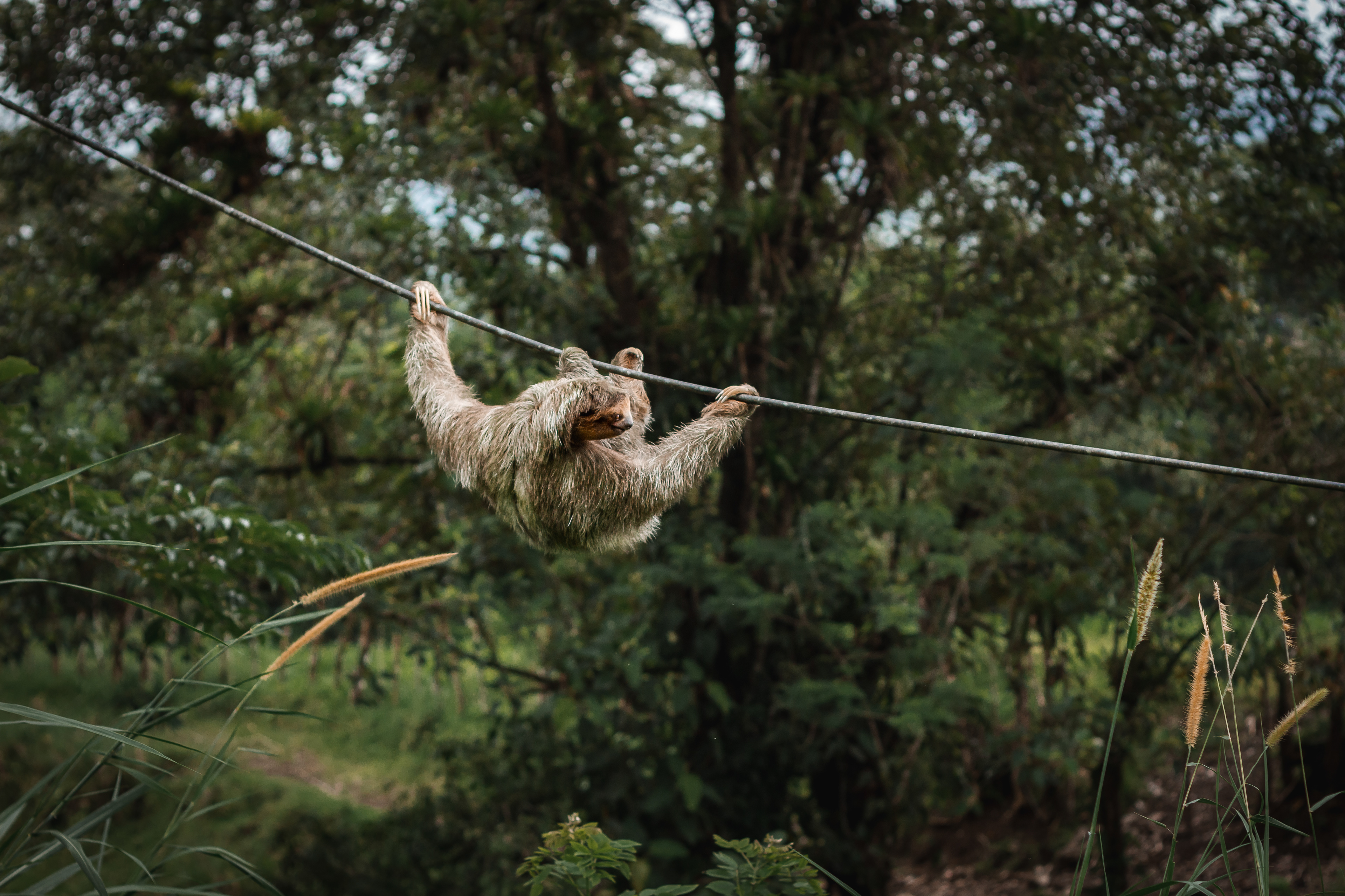 Three-toed Sloth 2021
