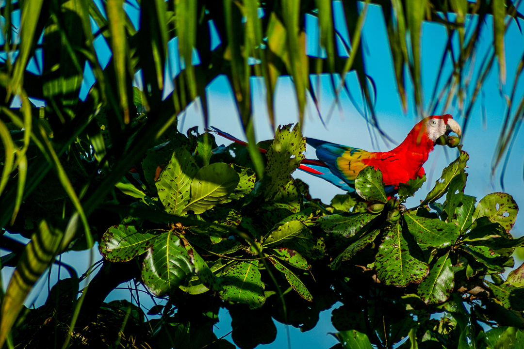 Scarlett Macaw 2018