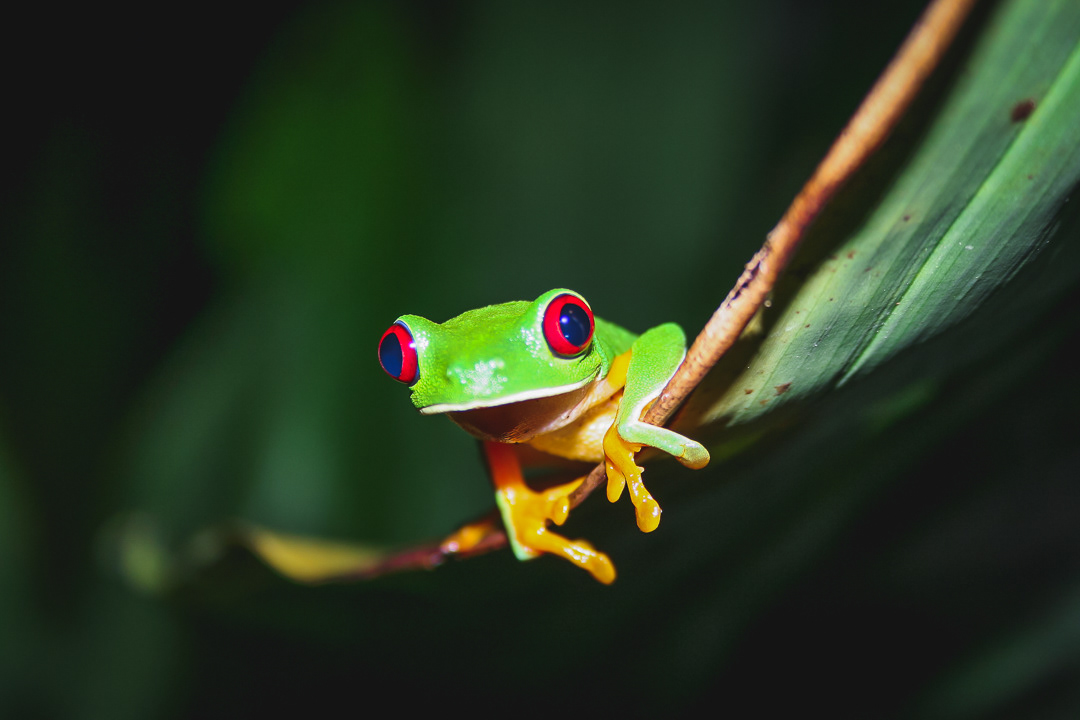 Tree Frog 2015