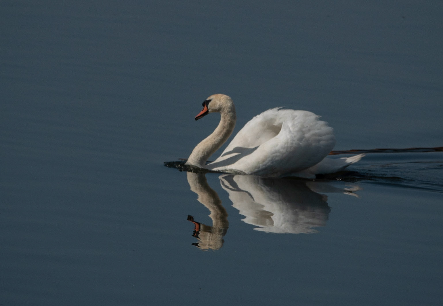 MUTE SWAN