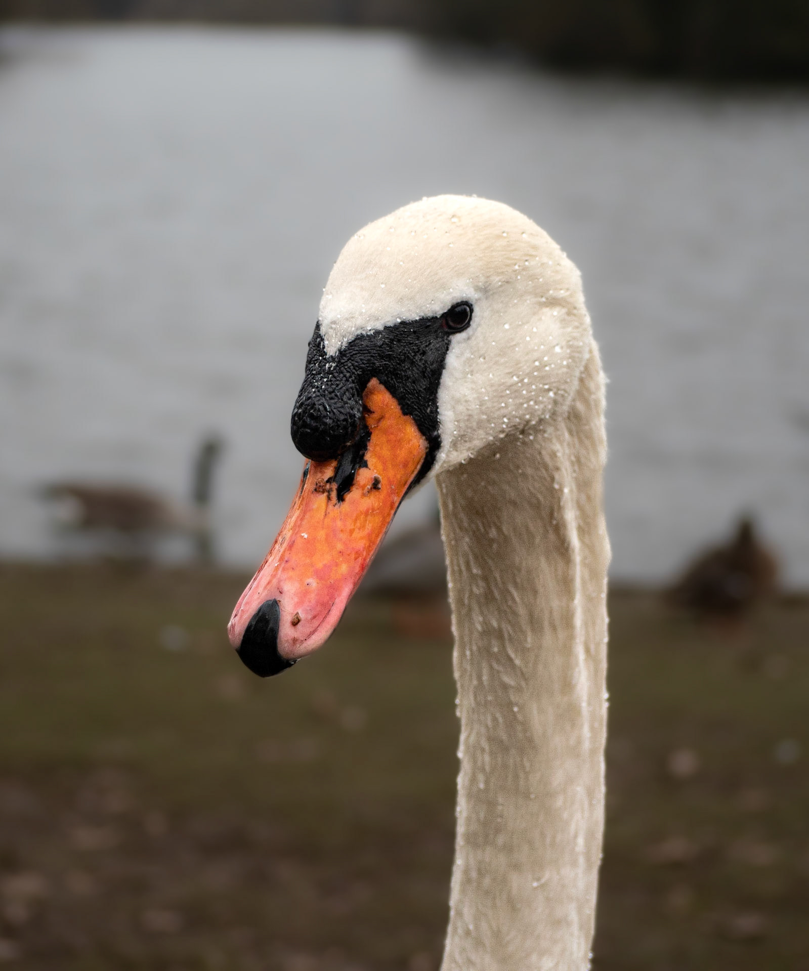 Mute Swan