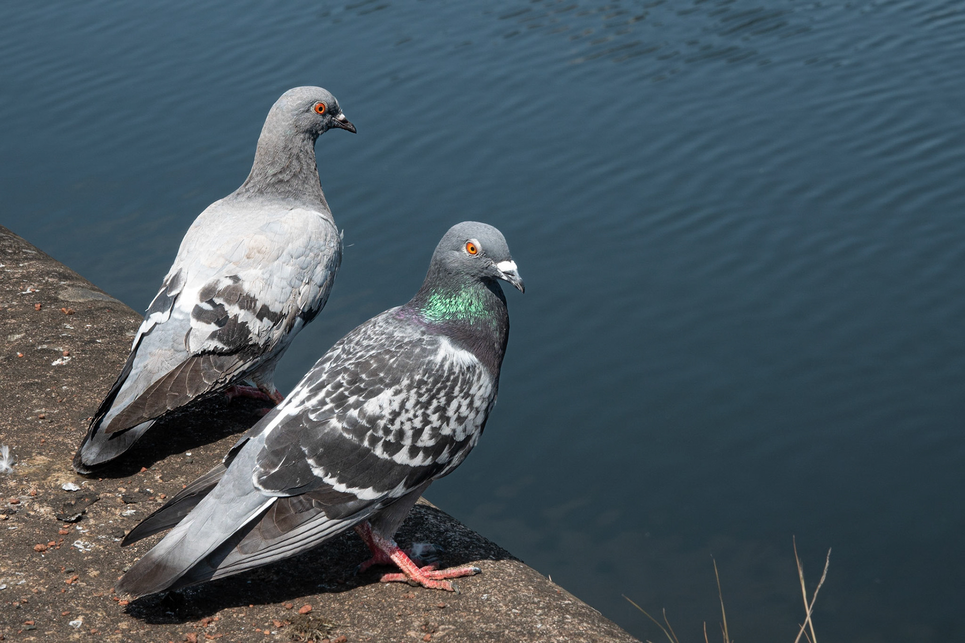 Pigeons