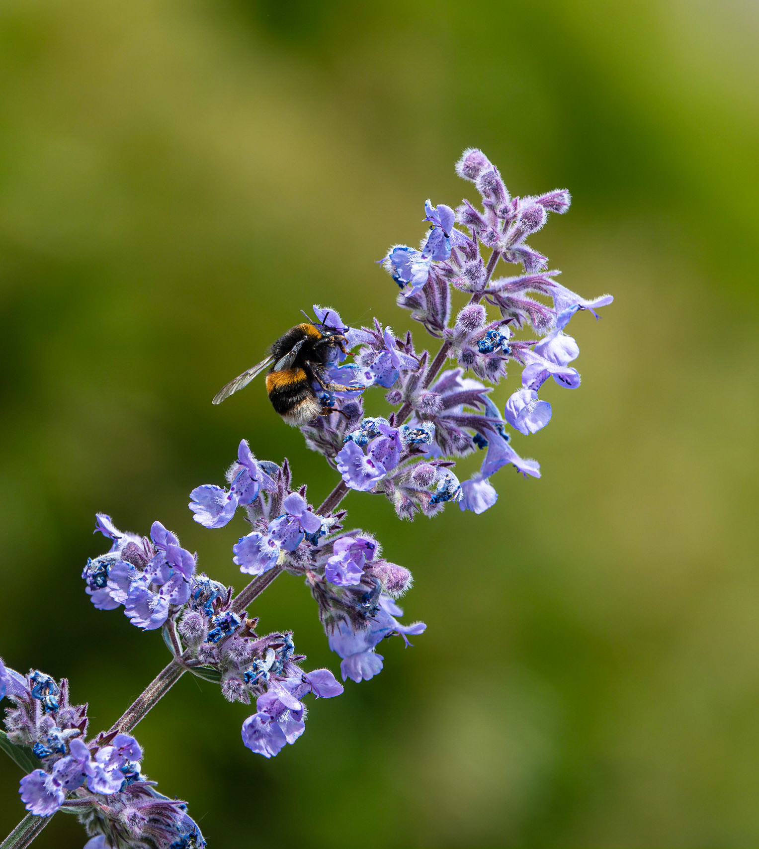 Bumble Bee
