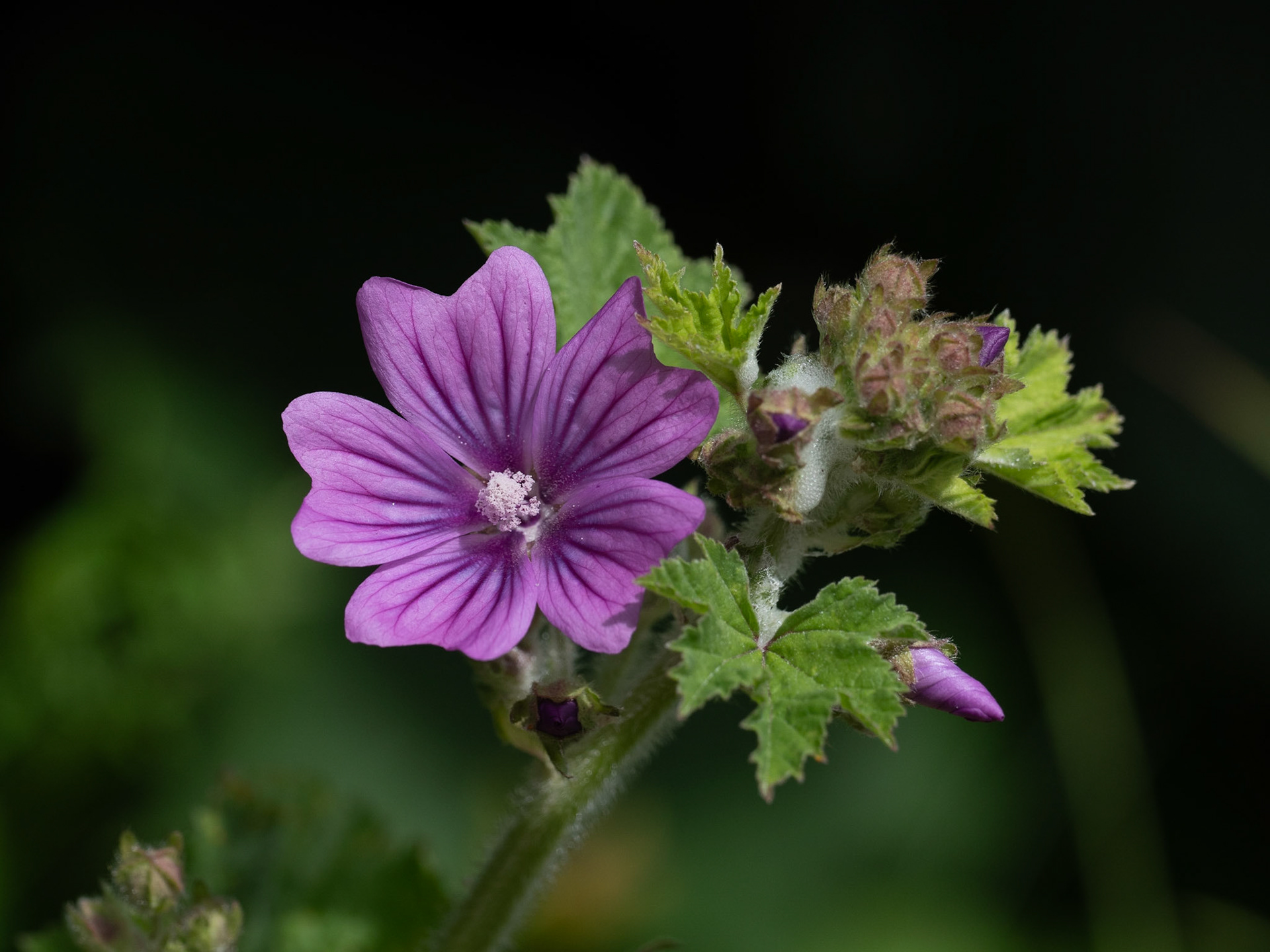Wild flowers
