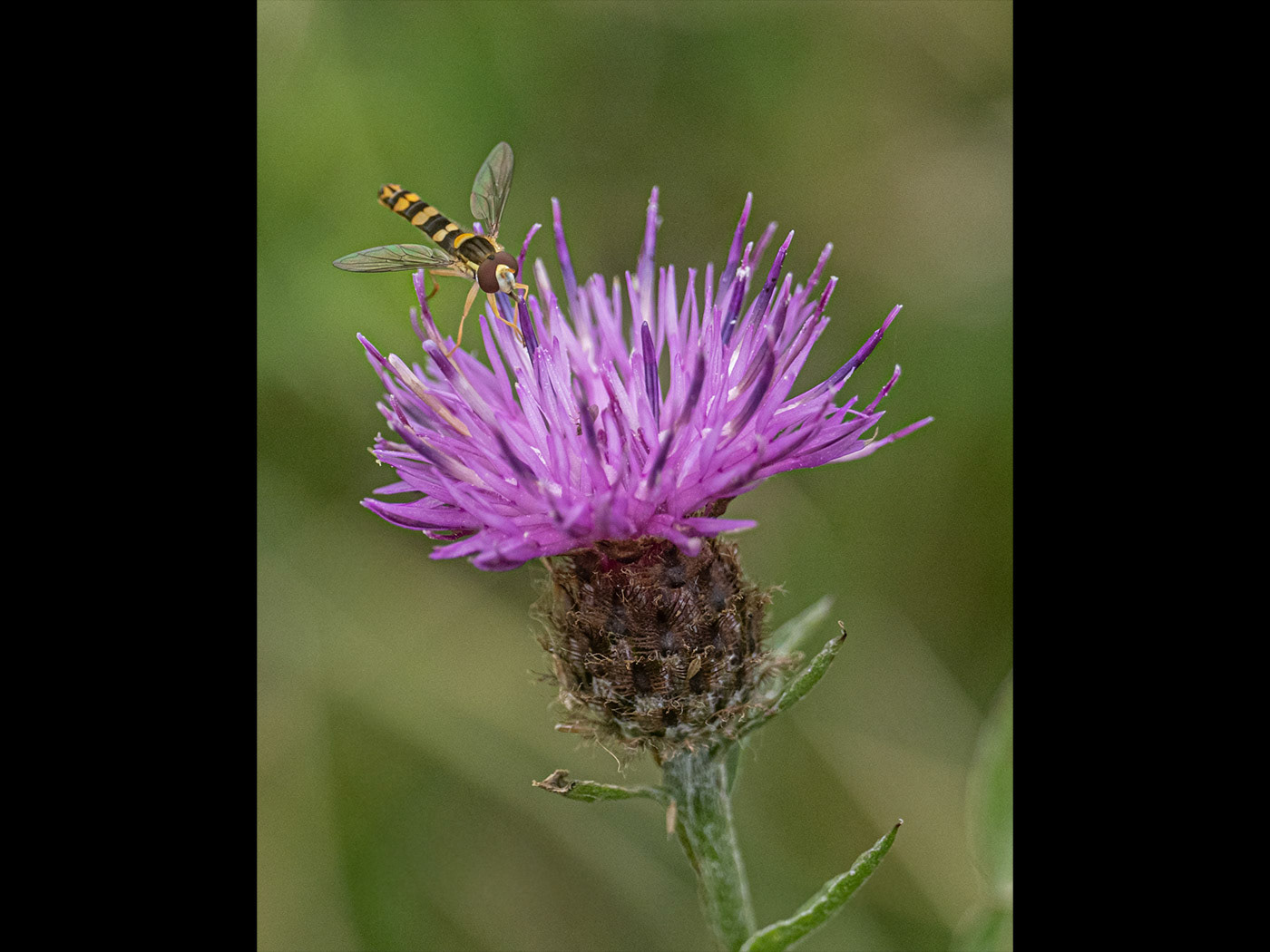 Hoverfly