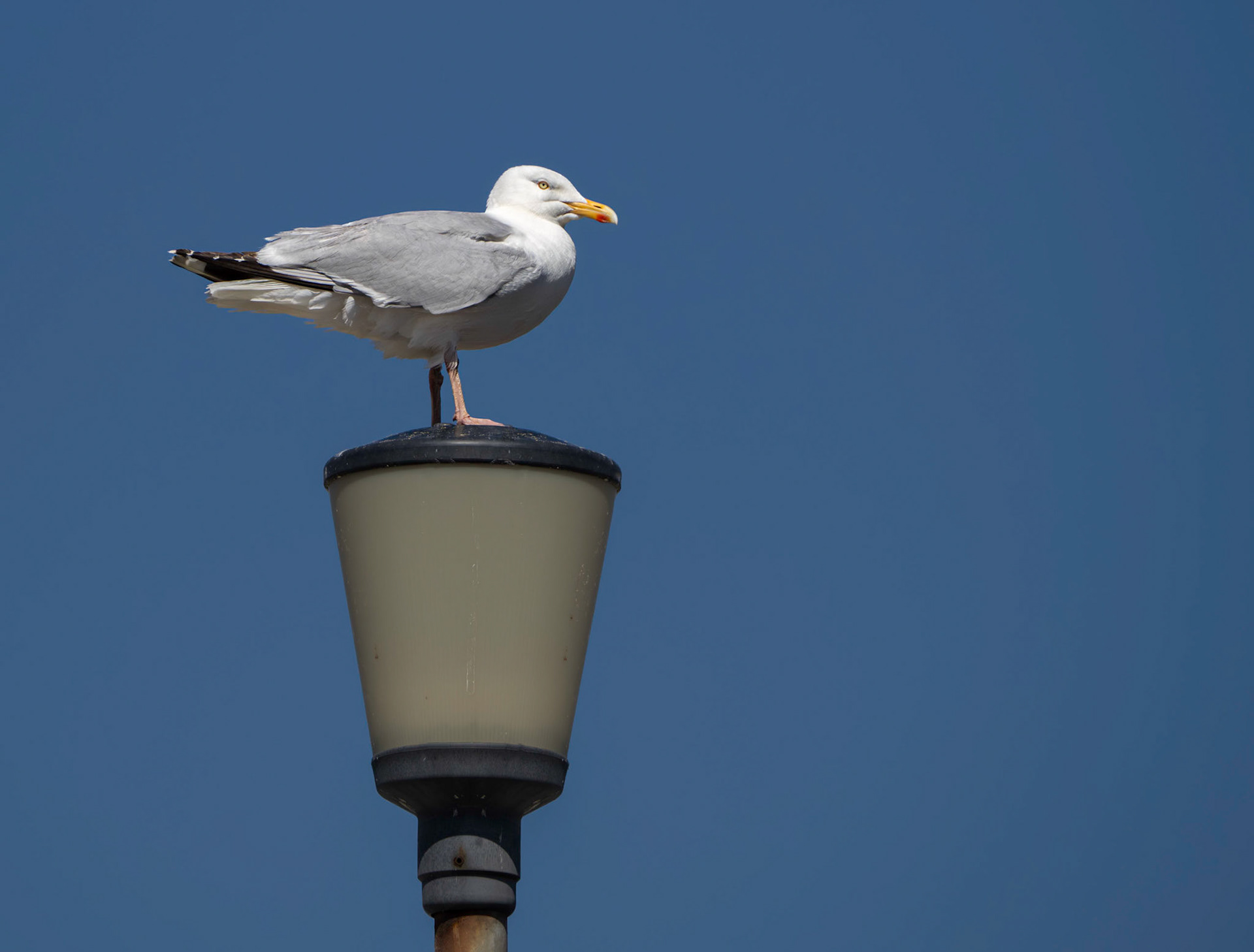 On the Look-out, Portreath