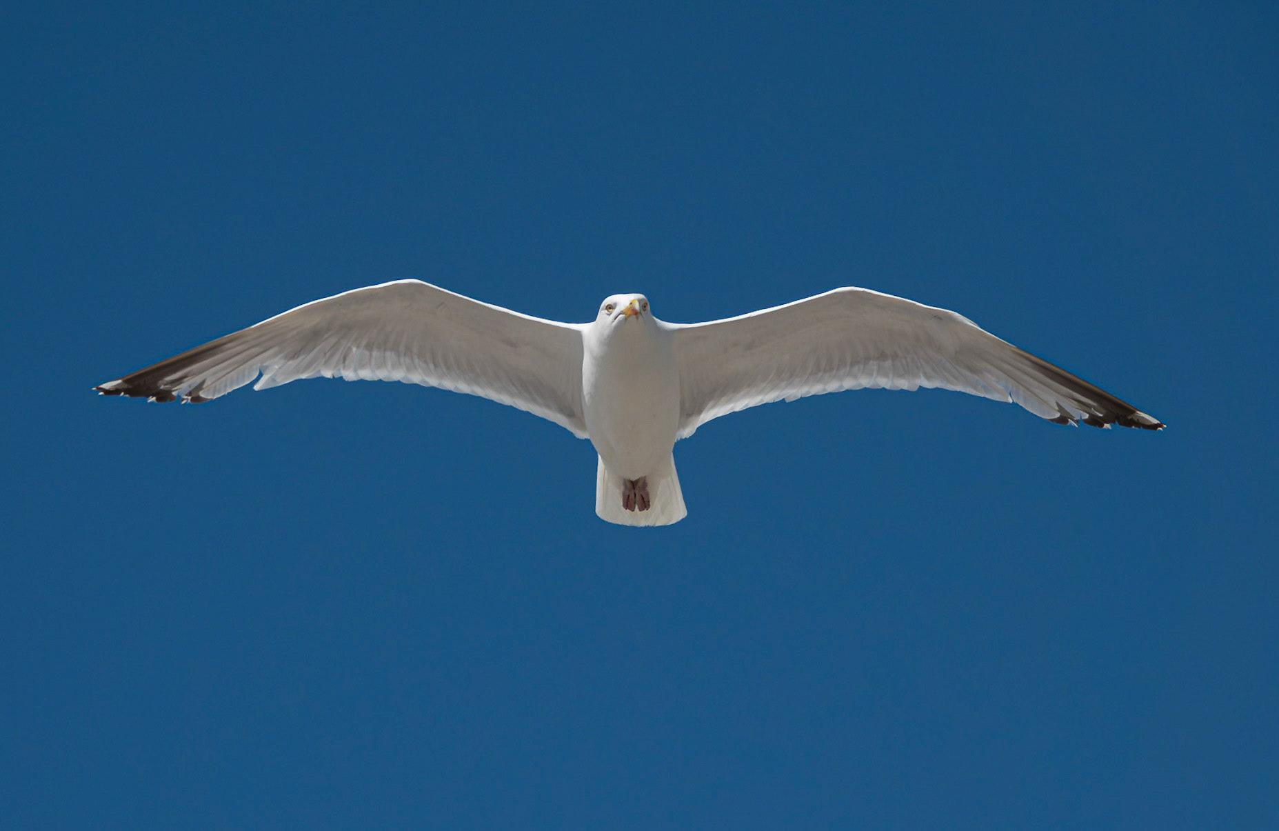 Seagull in Flight