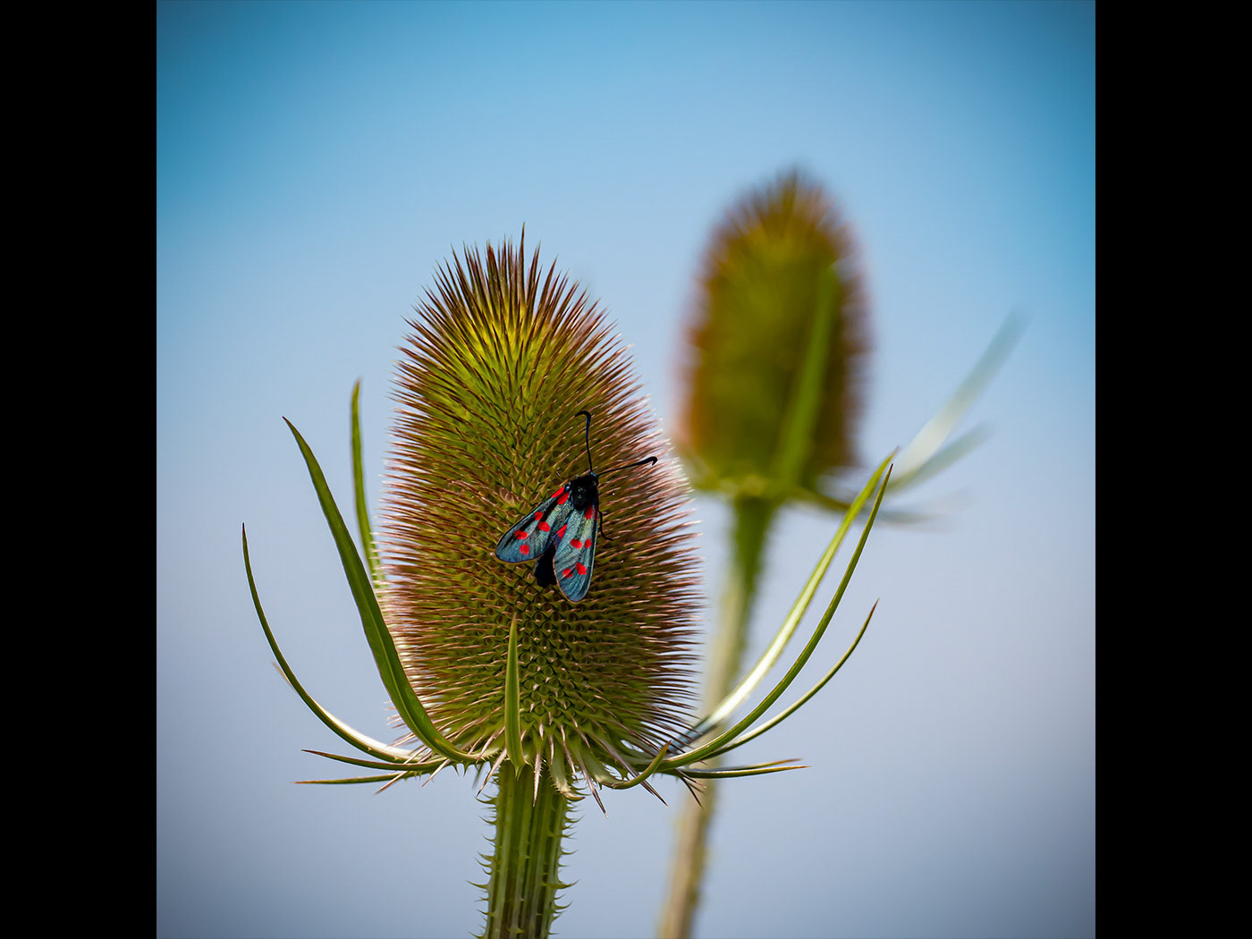 Burnett Moth on Teasle