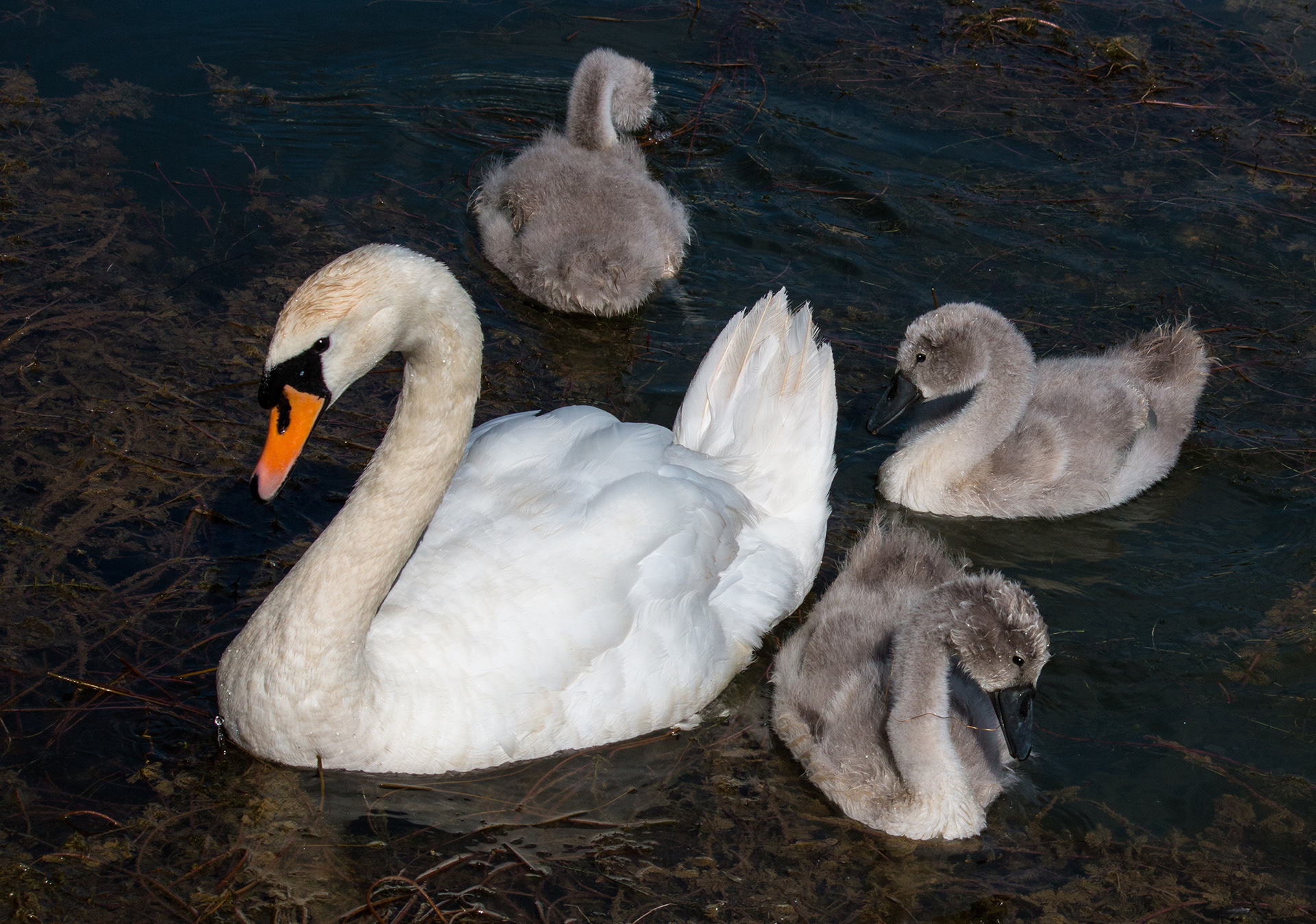 A Family of Mute Swans