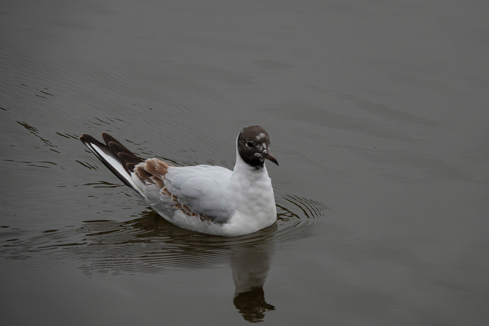 Brown-headed Gull
