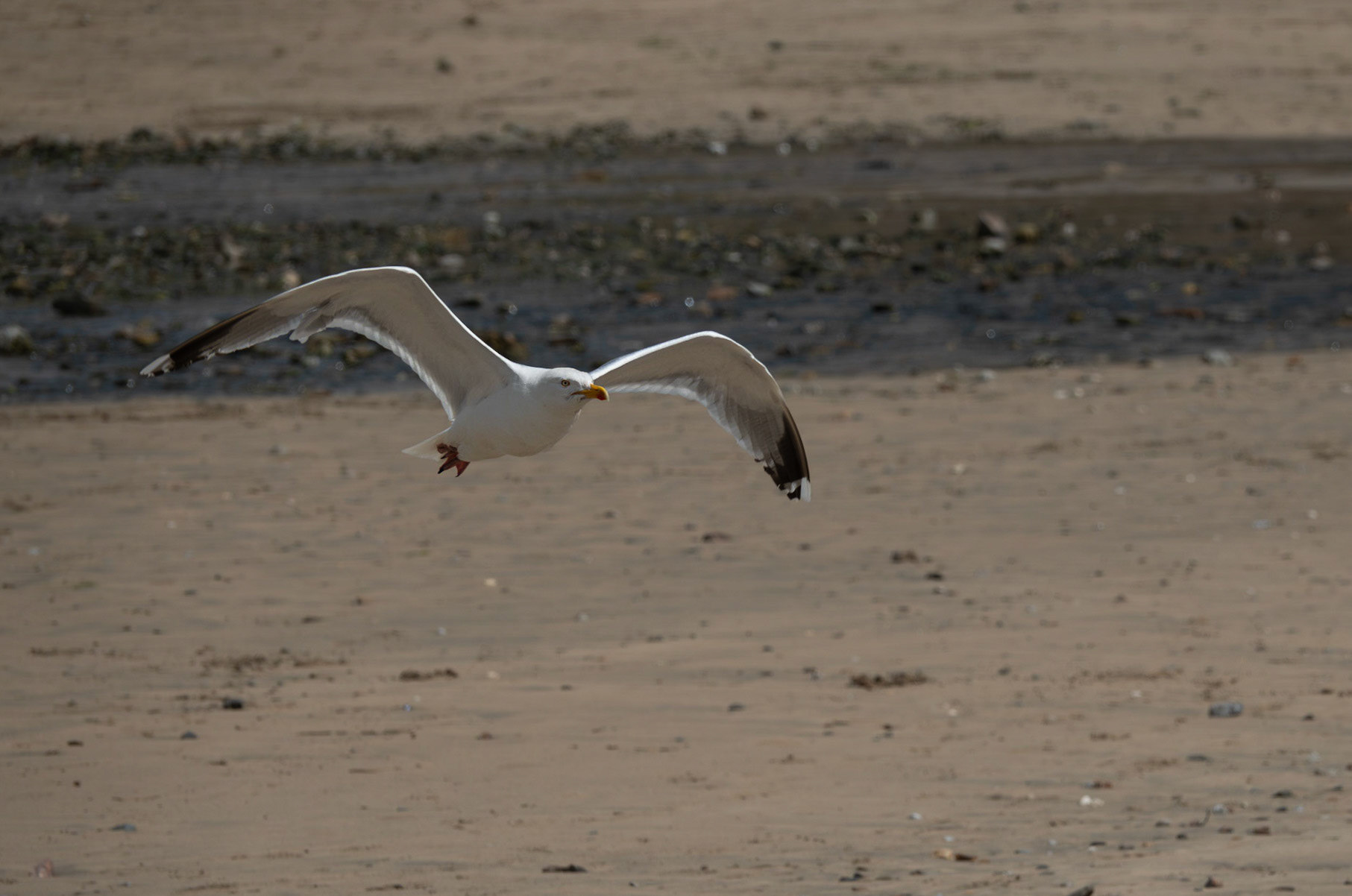 Seagull in Flight