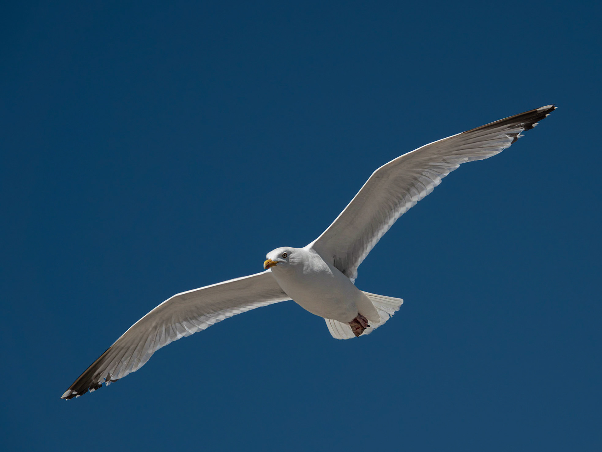 Herring Gull on the Wing