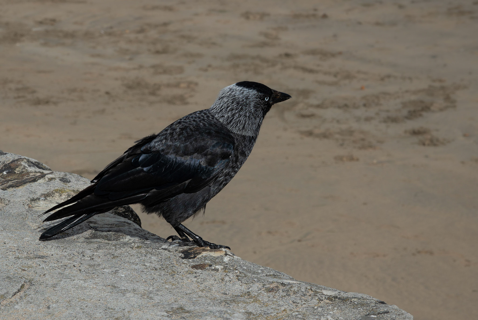 Jackdaw