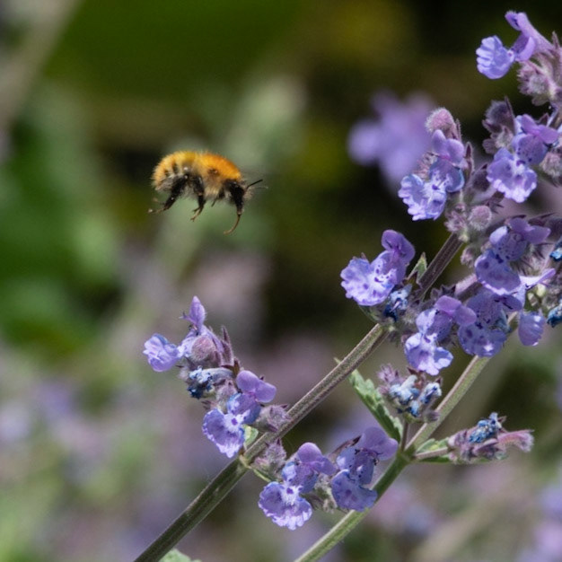 Nectar Gatherer