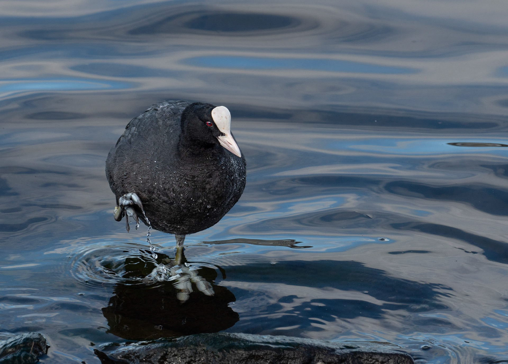 Coot
