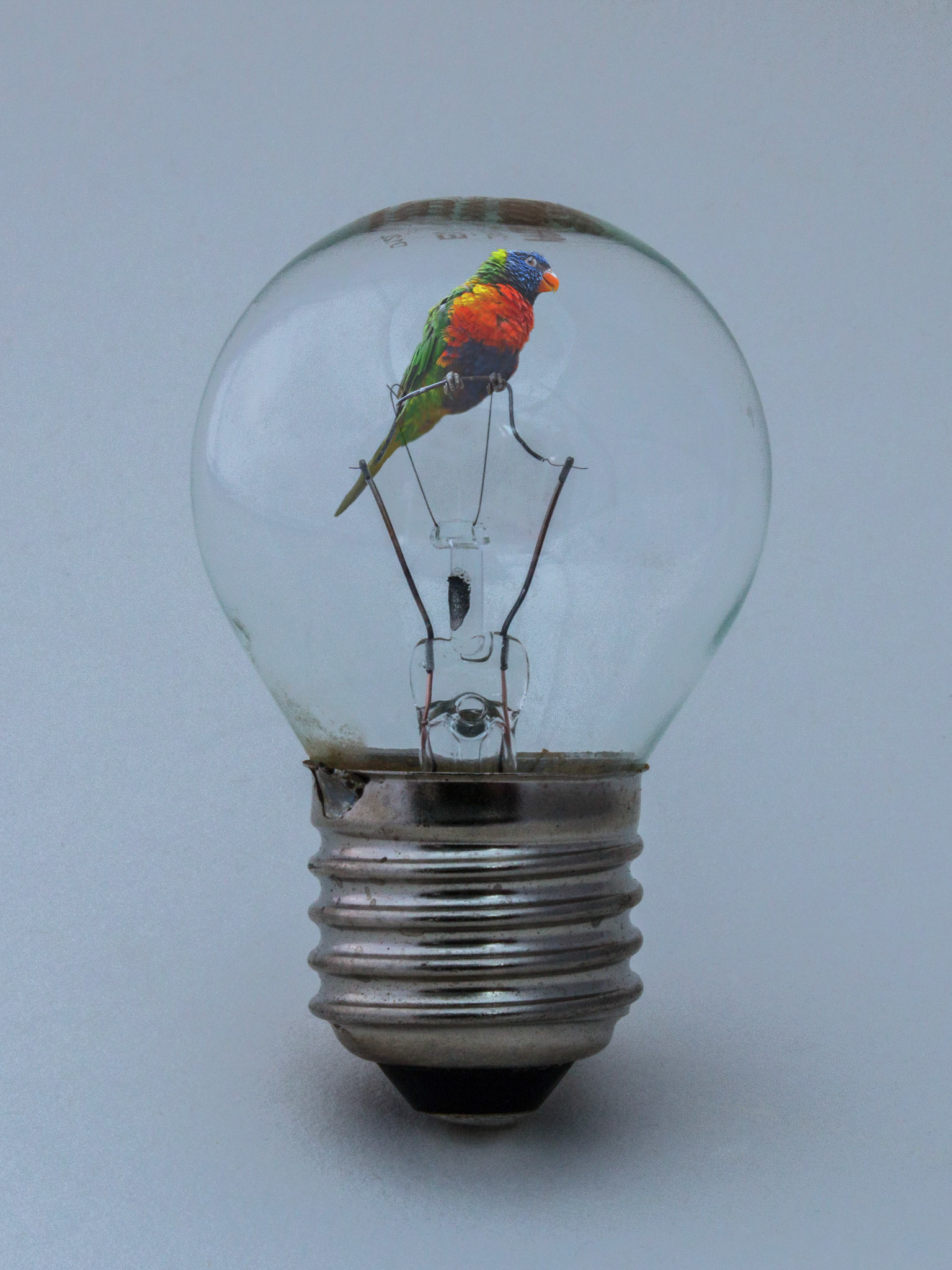 Parakeet