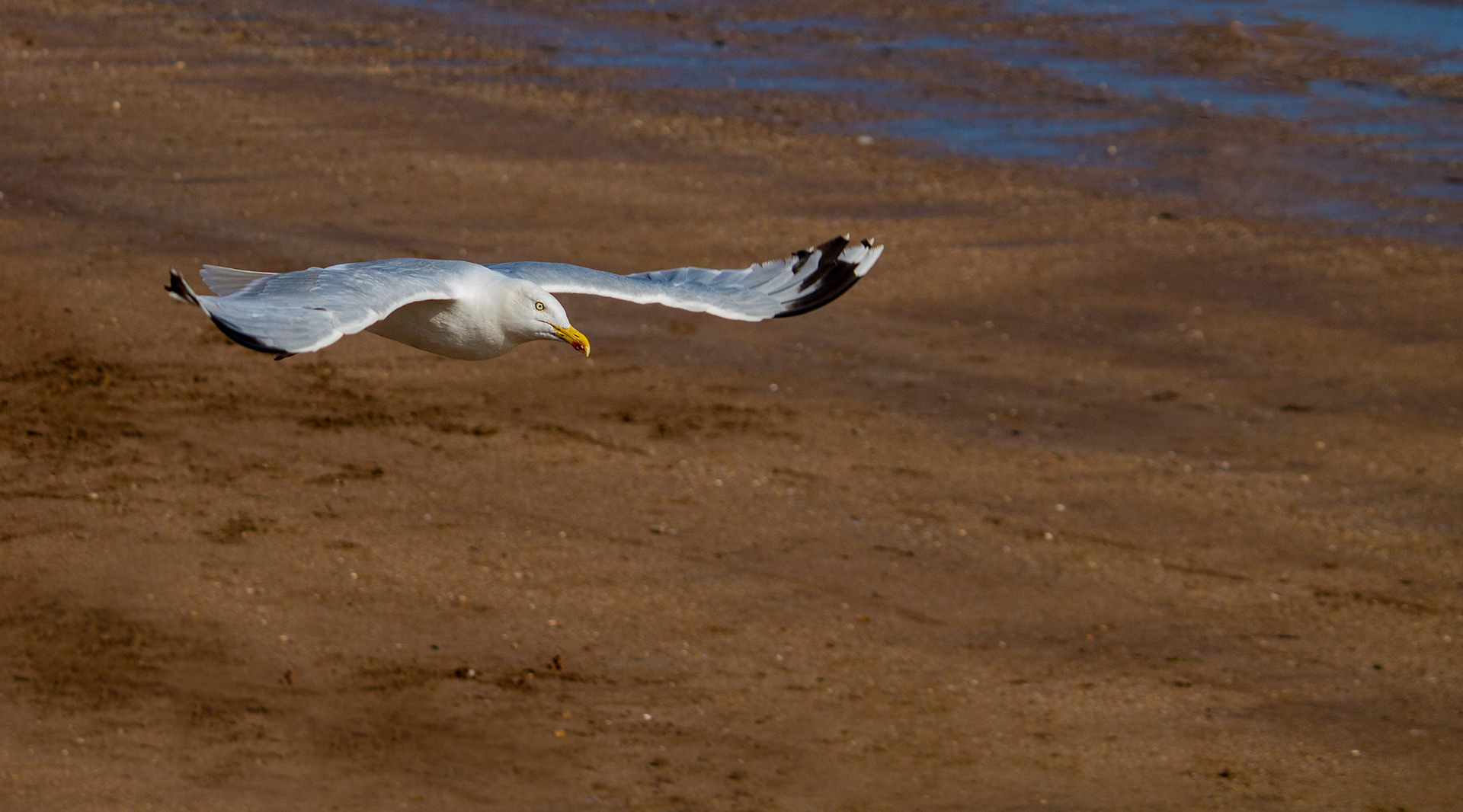 Herring Gull Beach-Combing