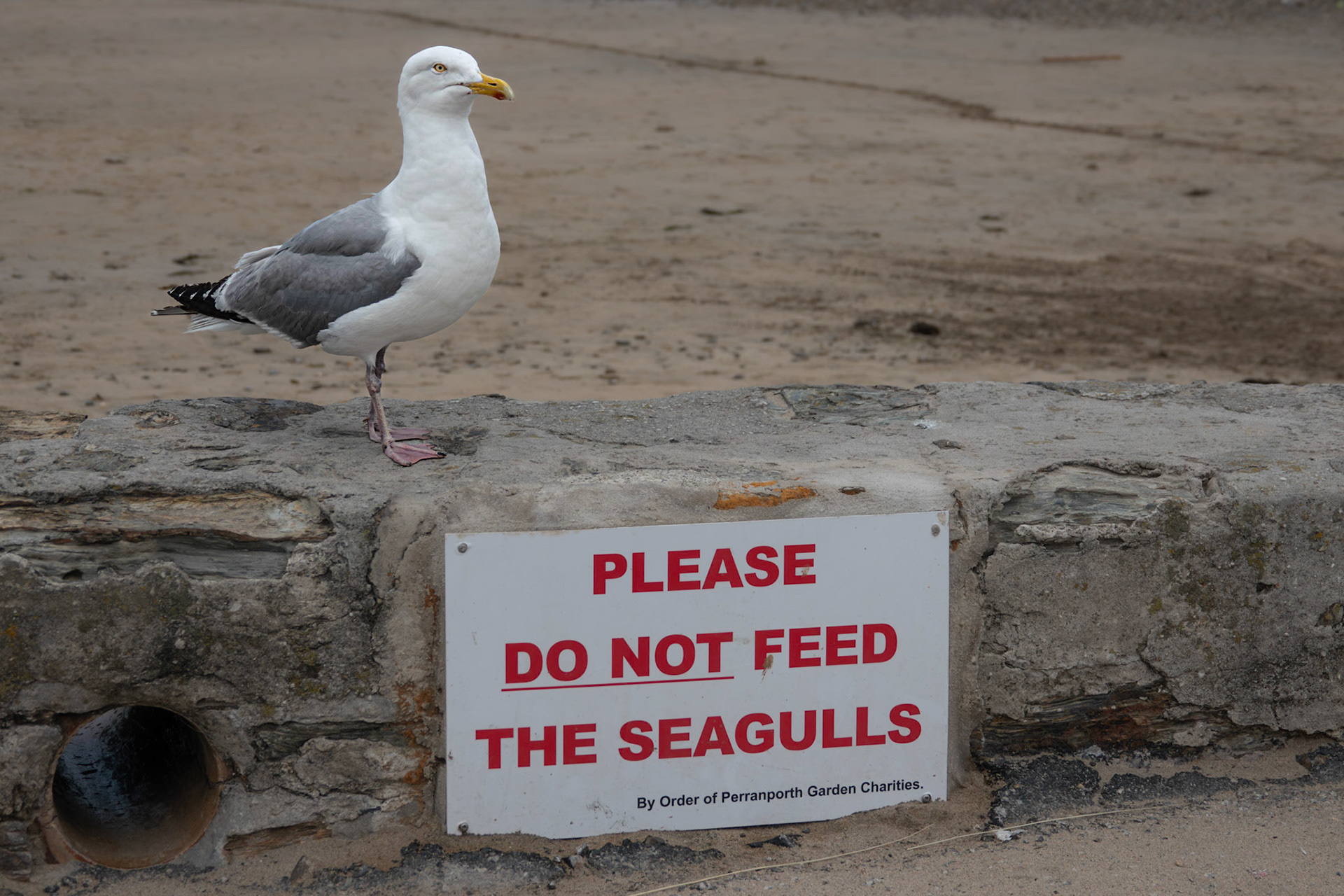 Do not Feed the Seagulls