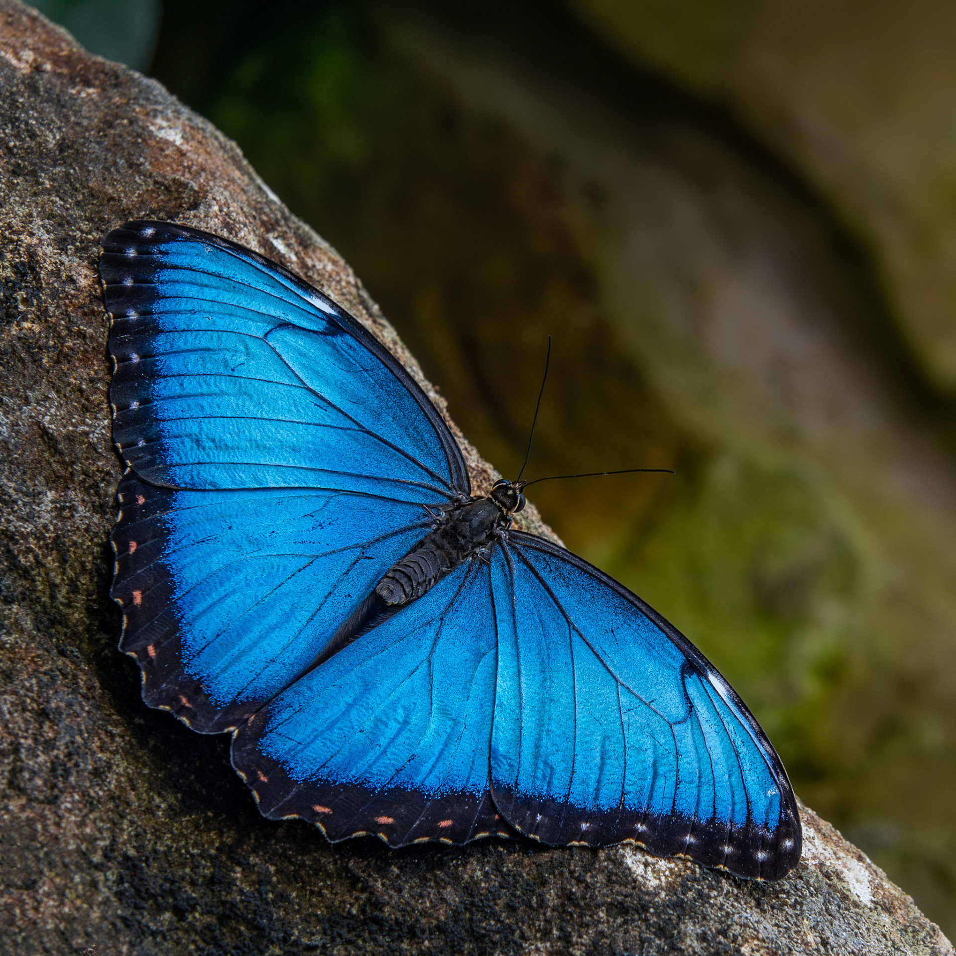 Blue Morpho