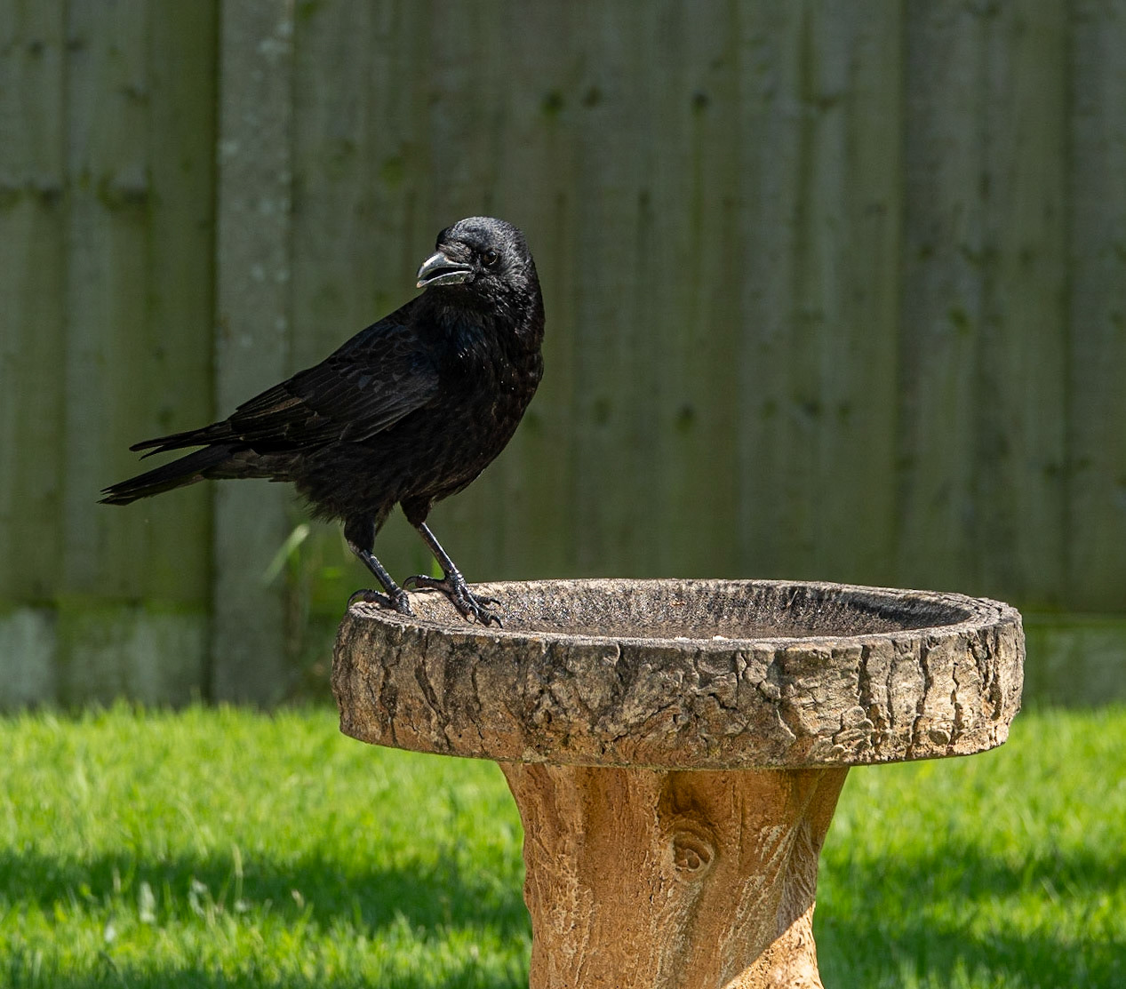 Crow