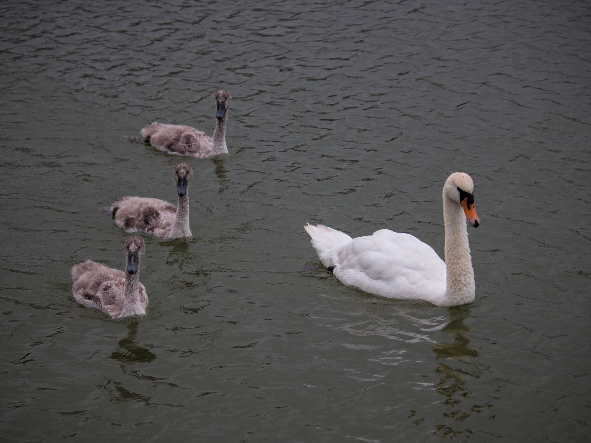 Mute Swan and Cygnets